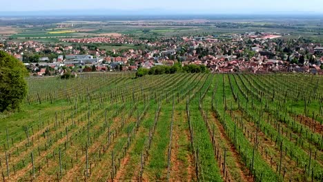 aerial tilt shot over vineyards on hills, beautiful traditionnal village in background in east of france