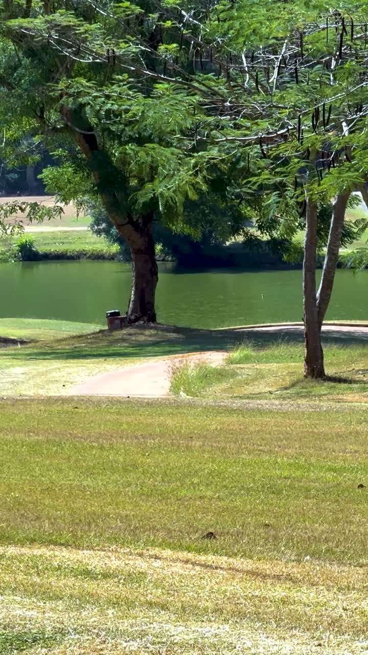 monos corriendo y jugando en un área de hierba