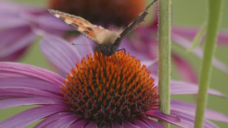 una pequeña mariposa tortoiseshell abriendo alas en coneflower púrpura - macro