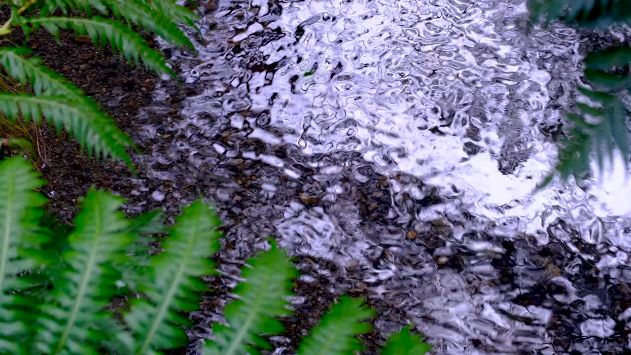 блестящий поток воды через новозеландские папоротники в веллингтонском ботаническом саду в столице нз аотеароа