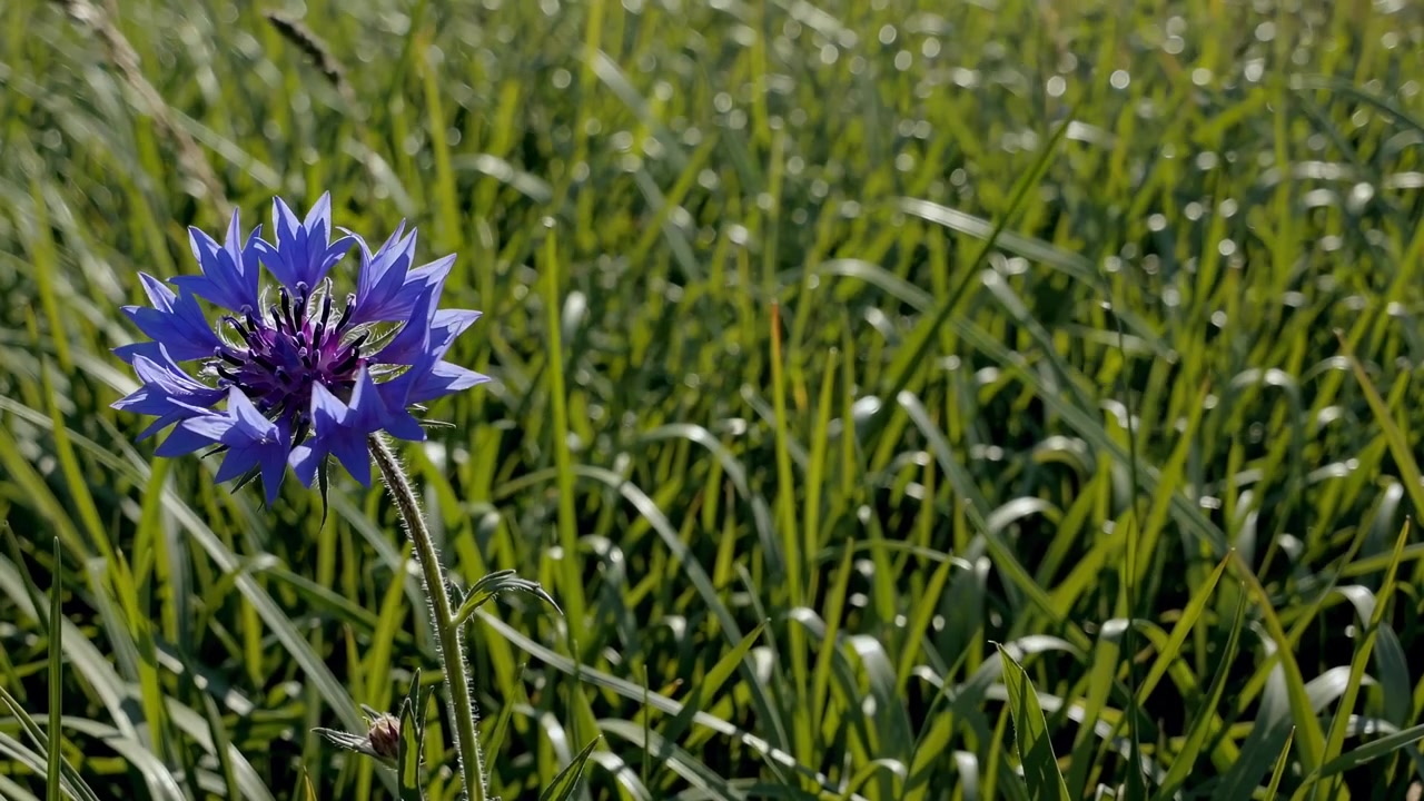 En blå kornblomst som blomstrer på en frodig grønn eng