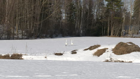 Zwei-Singschwäne-Laufen-Zaghaft-Durch-Den-Schnee