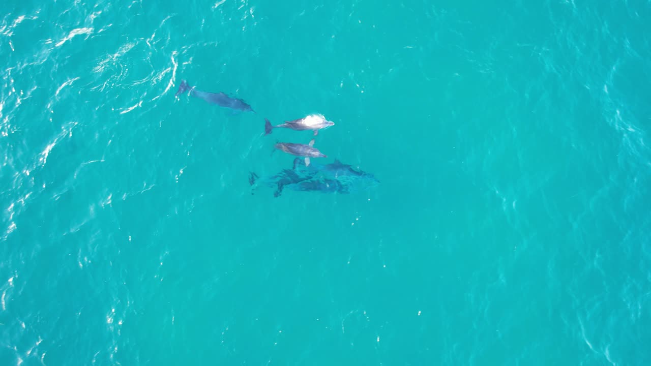 delfines nariz de botella cazando peces en la cabeza rota nsw - región de byron - australia
