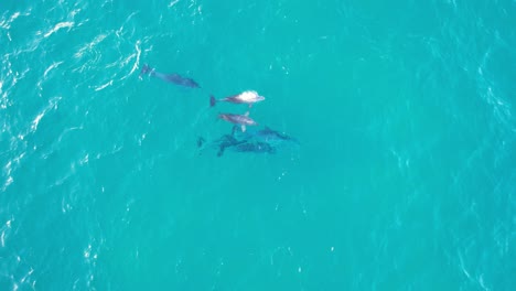 bottlenose dolphins hunting fish at broken head nsw - byron region - australia