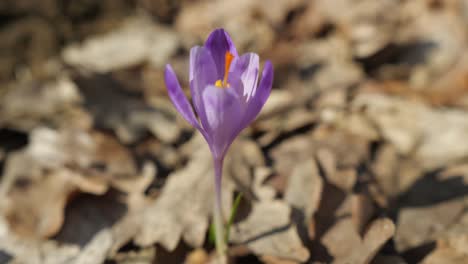 flor rosa en el bosque de primavera