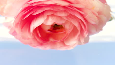 close-up of a pink ranunculus flower