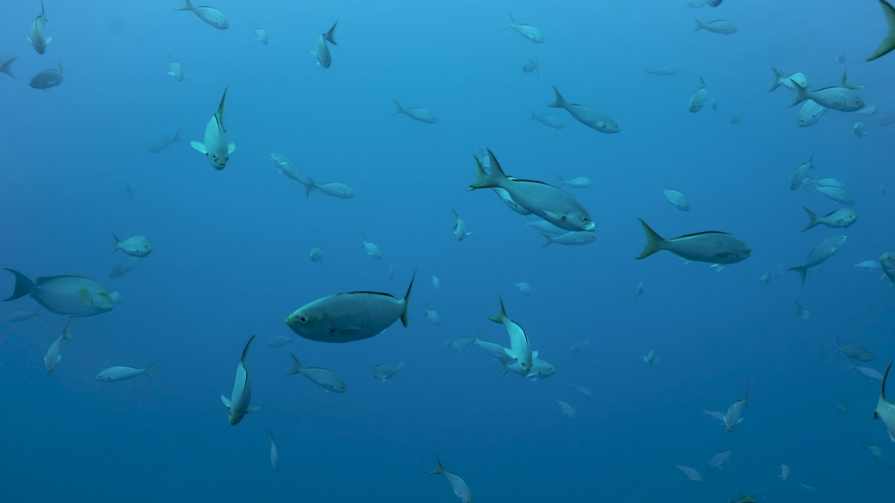 노란 리를 가진 작은 은색 물고기는 깊은 파란 바다 물에서 떠돌아다닙니다.