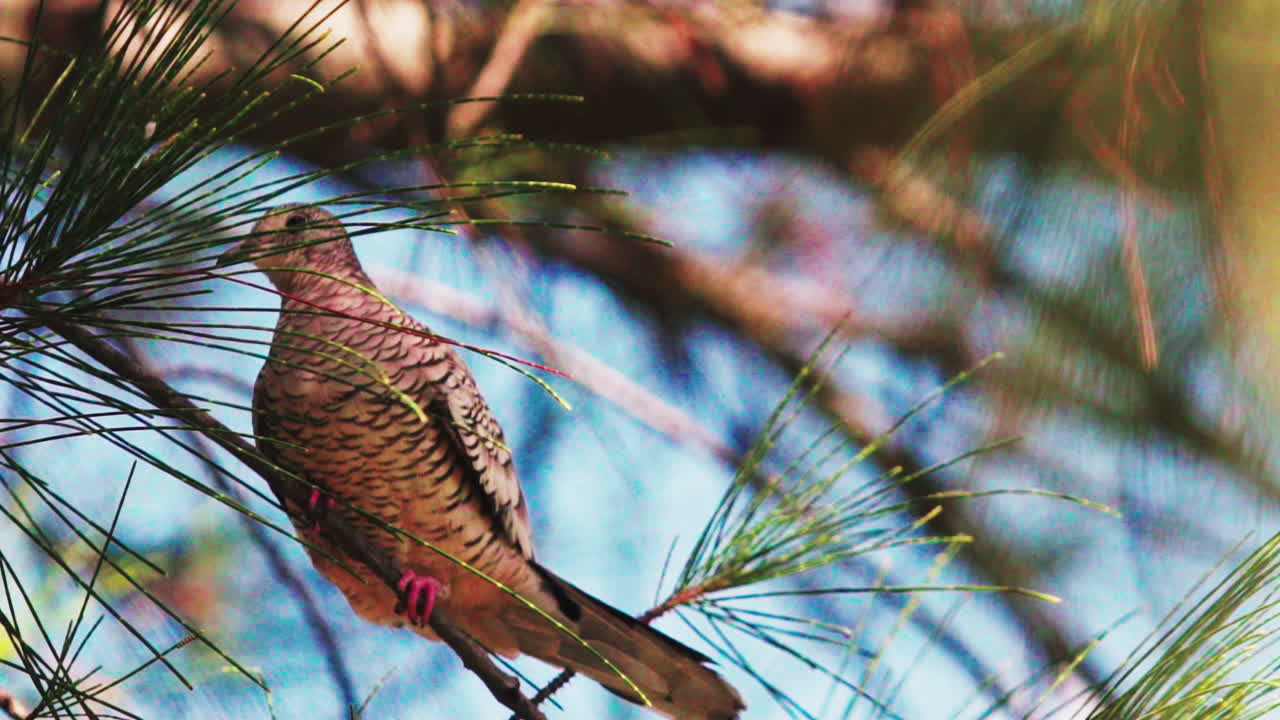 A bird walking on the branch of a tree.
