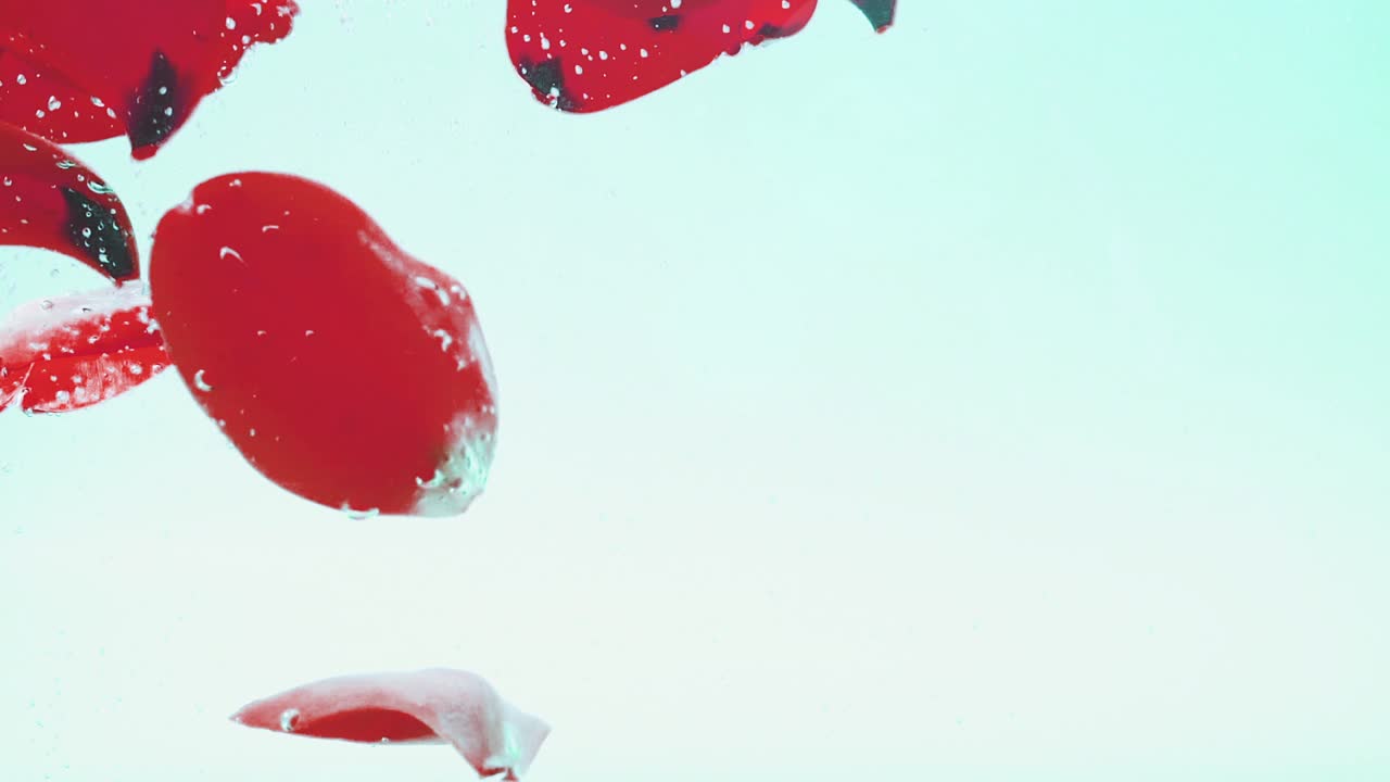 Red Rose Petals Falling into Water in Slow Motion