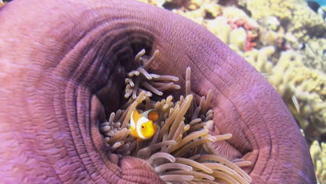 three false clown anemone fish in colorful purple sea anemone with reddish tentacles, anemone almost closed, fish bursting around, swimming away