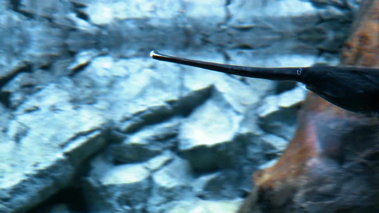 se ve un pez espátula nadando