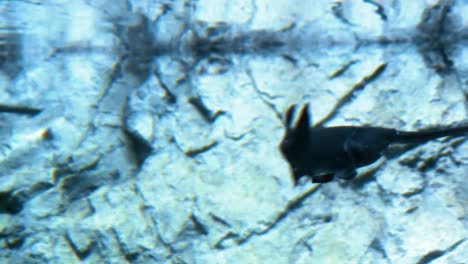 A-Paddlefish-Is-Seen-Swimming