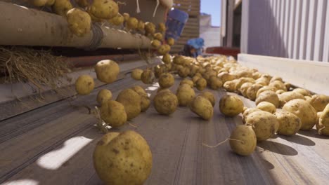 potatoes falling on the conveyor belt.