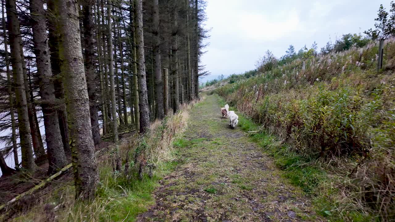 Two small dogs stroll along a grassy trail between tall trees and a hillside, through a peaceful nature scene