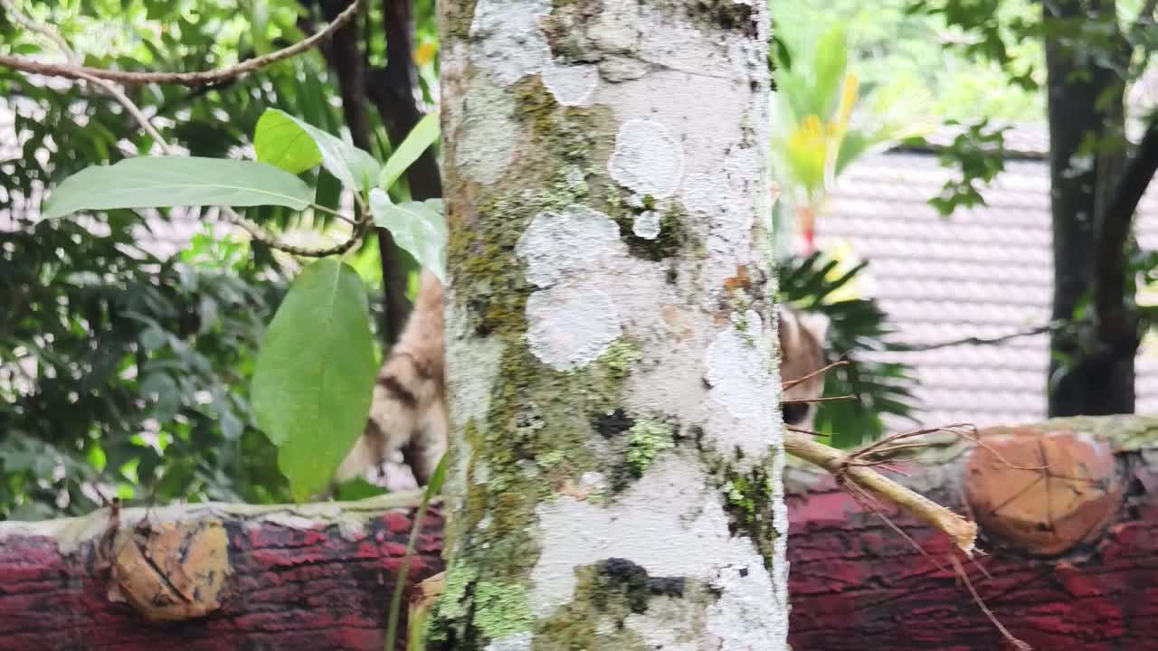 공원 에 있는 라쿠인