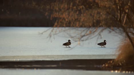 ánades-Reales-Caminando-Sobre-Hielo