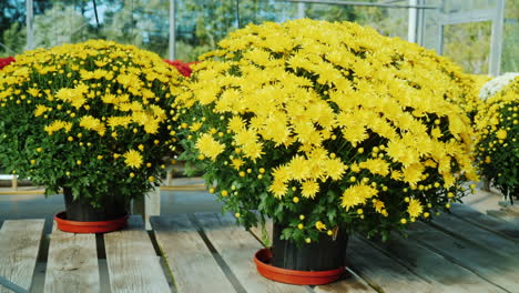 yellow chrysanthemum buckets