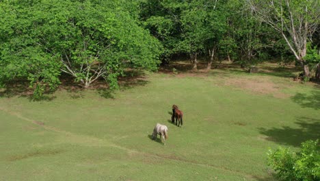 following-two-horses-and-a-baby-fall-as-they-graze-and-walk-through-a-green-field-happily-drone-aerial