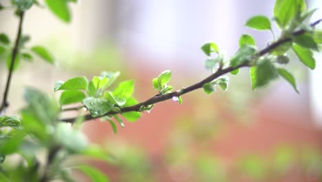 spring apple tree leaves and drops of light rain