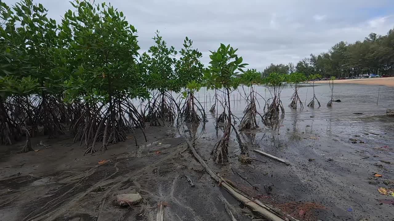 A tropical mangrove forest along a coastal shoreline, home to diverse wildlife and a natural barrier against coastal erosion.