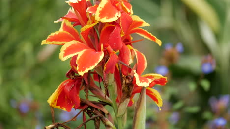 dalia, flor de fuego de abril
