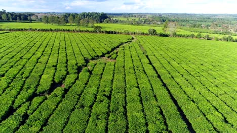 Imagen-De-Drone-Que-Captura-Una-Hermosa-Plantación-De-Camellia-Sinensis