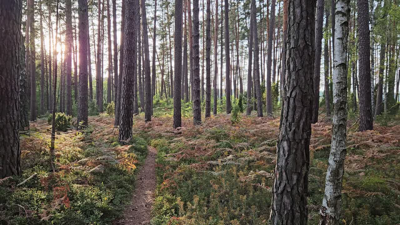 Sole che si nasconde dietro gli alberi durante l'ora d'oro.