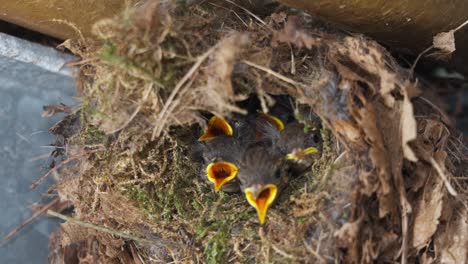 Eurasische-Zaunkönigküken-Betteln-Um-Futter,-Mutter-Kommt,-Um-Sie-Zu-Füttern,-Nest,-Tag