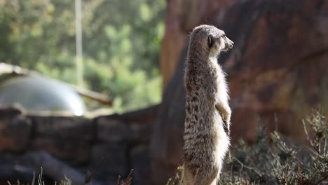 una suricata está vigilante en el zoológico de melbourne