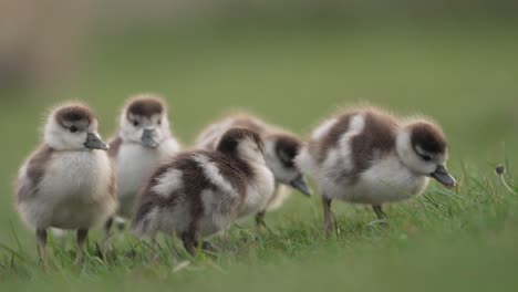 adorable baby geese