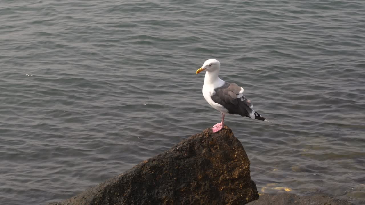 ave gaviota blanca sentada en la costa rocosa del puerto del océano mirando el agua buscando comida - de cerca en 4k
