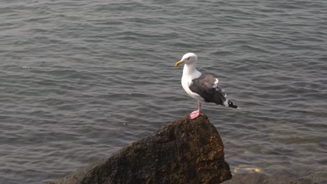 white seagull bird sitting on rocky ocean harbor shore looking out at the water scavenging for food - close up in 4k