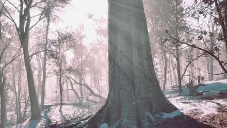 el bosque de invierno encantado