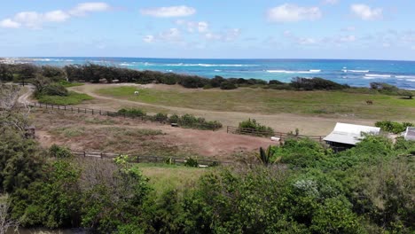 aerial drone shot of the pacific coastline and natural vegetation around north shore oahu