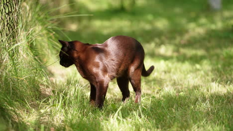 cute black domestic cat with shiny fur stands in the sun. beautiful kitty is interested by the grass. blurred backdrop.