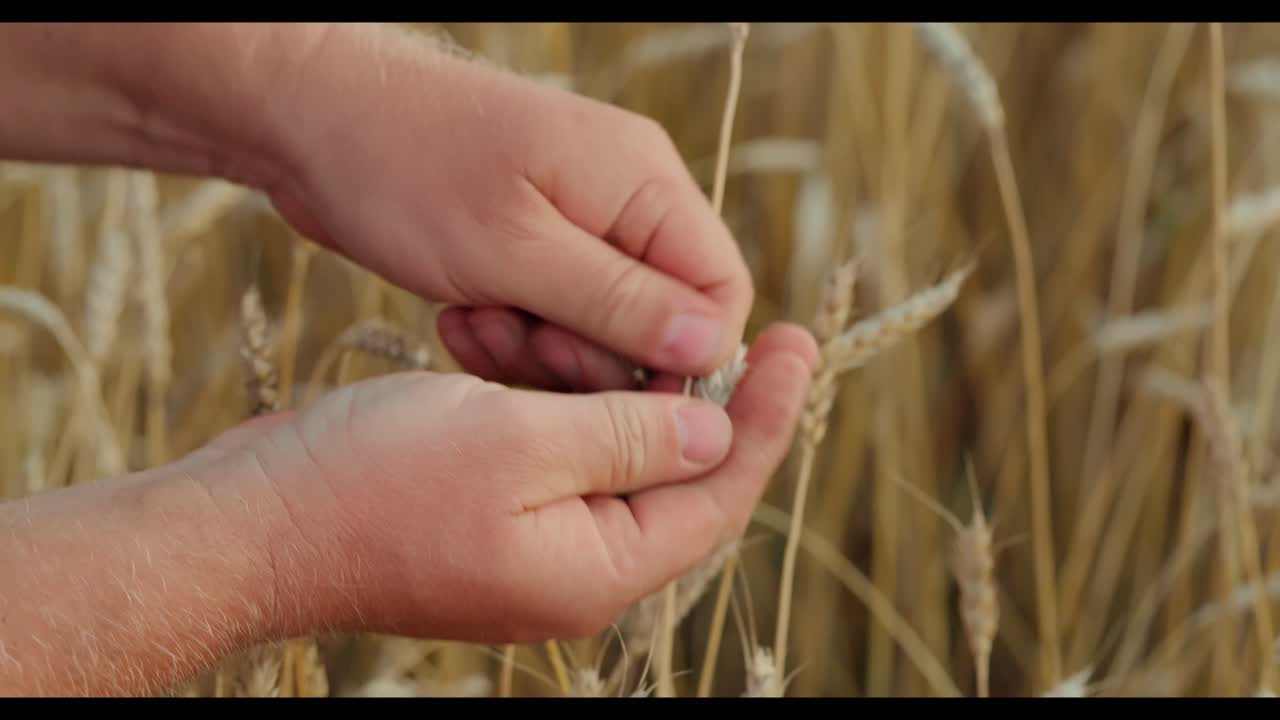 밀 작물 을 점검 하는 농부