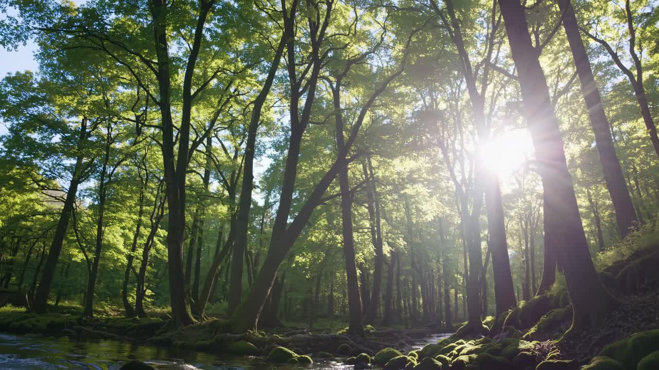 Low-angle video shot of a lush forest with sunlight filtering through tall trees, creating a serene