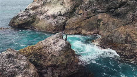 Pájaro-Cormorán-Negro-Posado-En-La-Costa-Rocosa-De-Mcway-Falls-En-Big-Sur,-California-Central