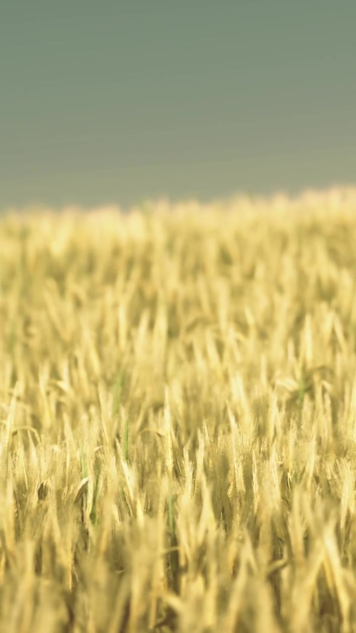 Ampia veduta di un campo di grano sotto il cielo sereno nella stagione estiva.