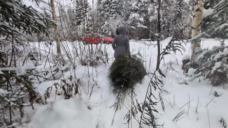 Person-drag-Christmas-tree-toward-car-in-beautiful-white-forest,-back-view