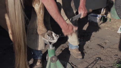 horse farrier using a rasp to file the underside of a quarter horse's hoof