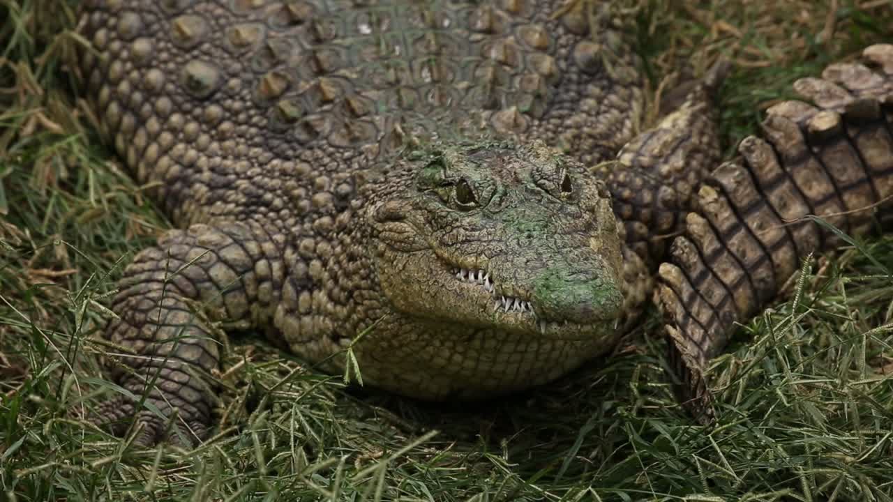 Close-up of a Nile crocodile at rest in the grass near the river with exposed teeth, the crocodile is breathing while lying down