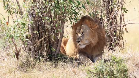 beautiful male african lion sits in shade of small bushes in kenya