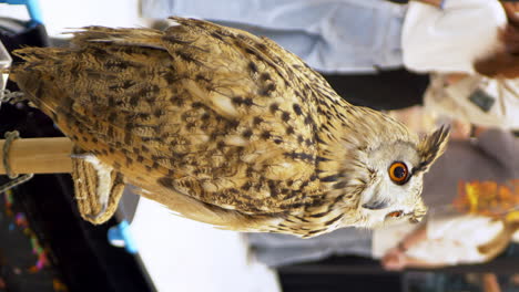 a vertical shot of an owl perched on a stand on display inside a zoo in bangkok, thailand