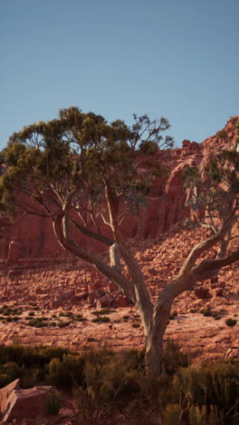 a lone tree stands in a desert landscape