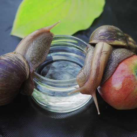 two giant african land snails crawling. snail sitting on apple.