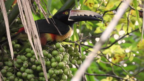 close-up of two collared aracari birds eating berries on tree branches