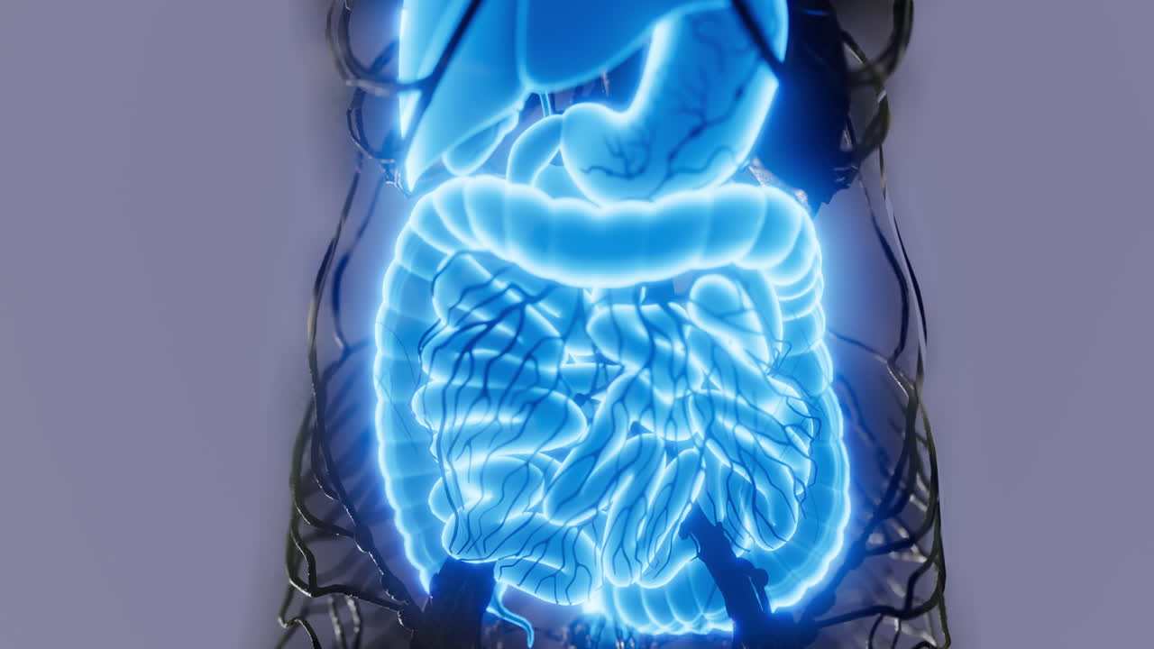 This educational diagram displays the complete human digestive system anatomy