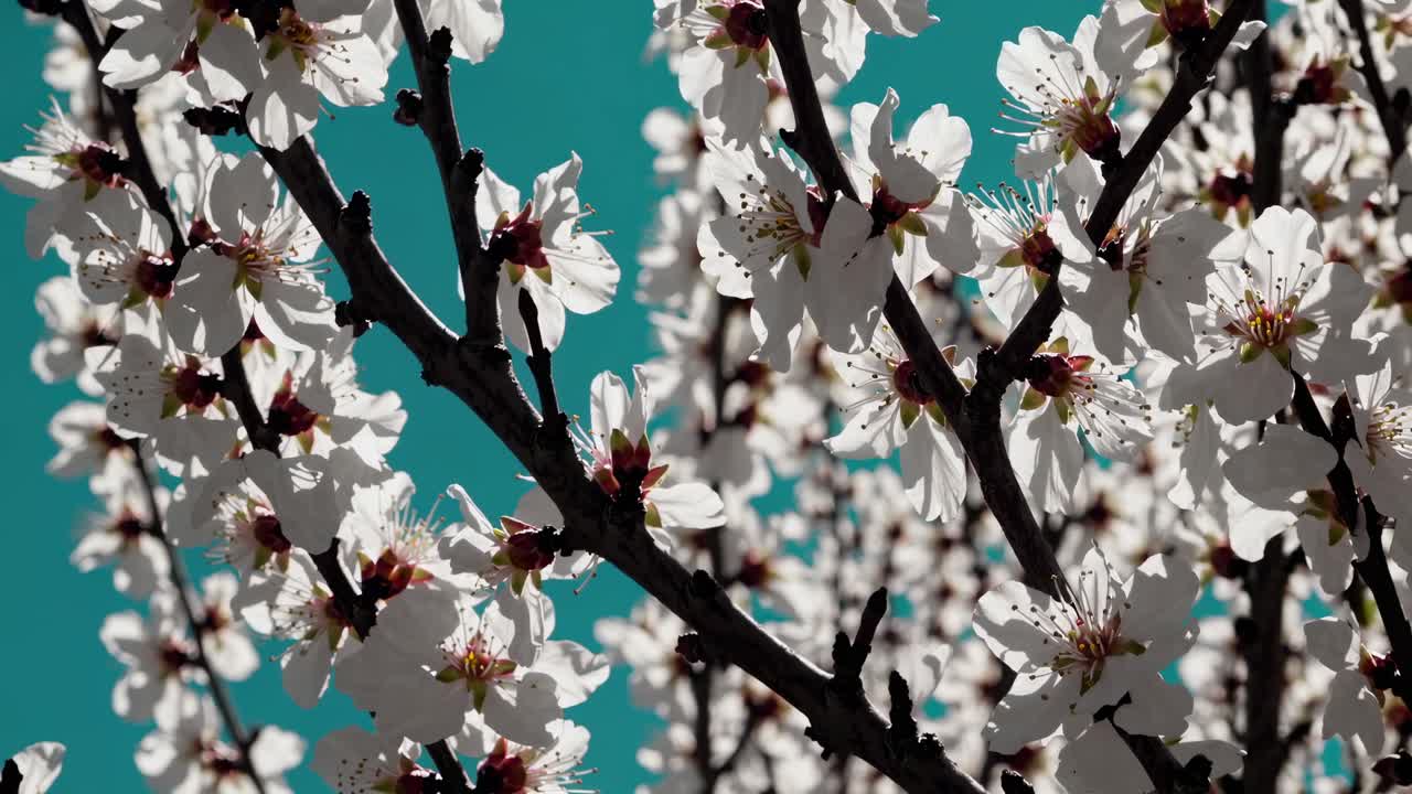 Video ravvicinato di rami in fiore contro un vibrante cielo turchese.