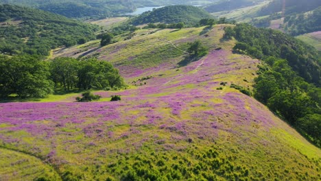 Vista-Aérea-De-Las-Estribaciones-En-El-Sur-De-Oregon-Cubiertas-De-Plantas-De-Arveja-Florecientes